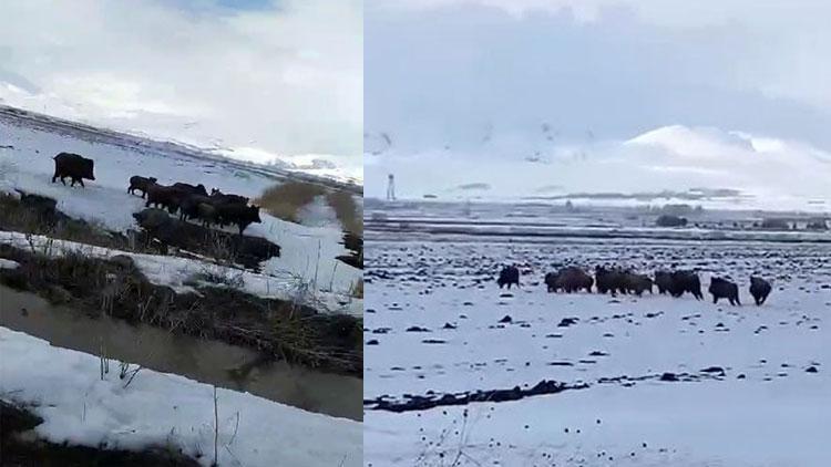 Aç kalan domuz sürüsü Erzurum'da köye indi