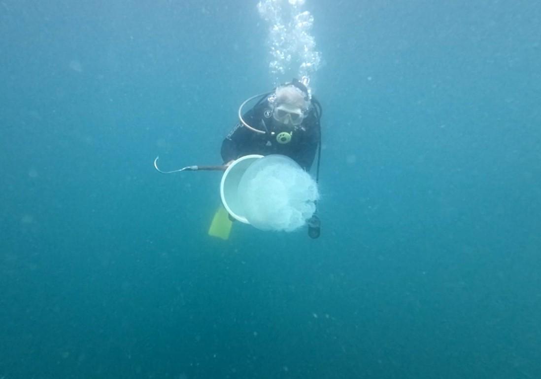 Antalya Körfezi’nde tedirgin eden denizanası artışı