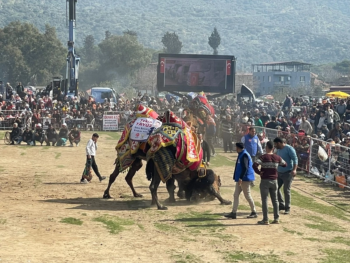 Aydın'da Deve Güreşi Festivali Düzenlendi