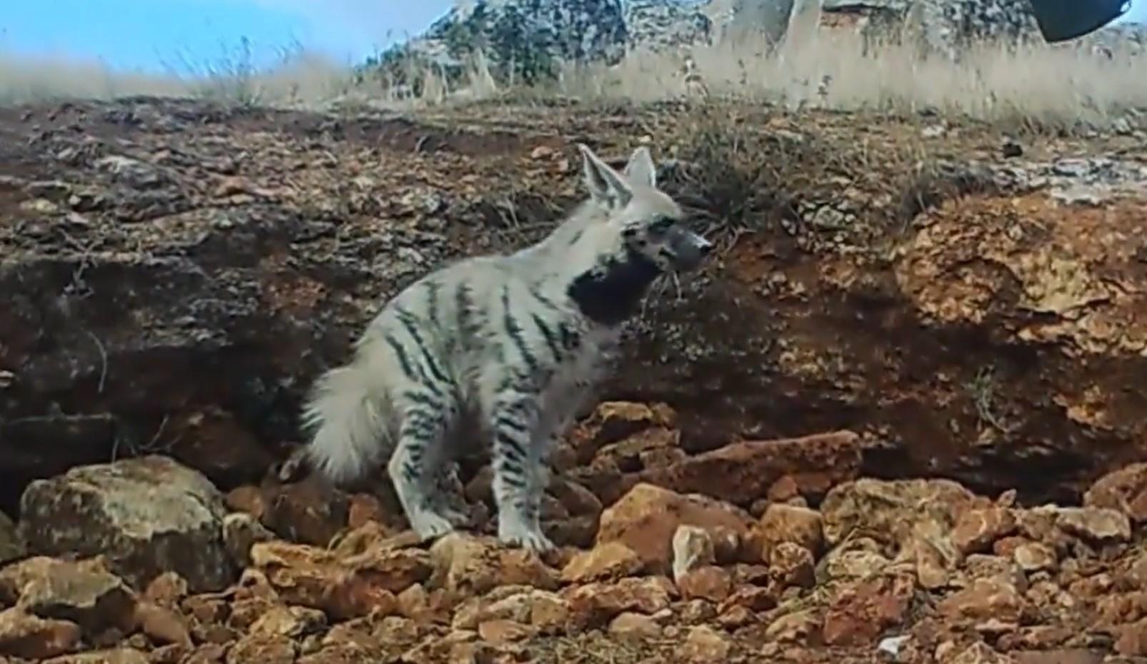 Bakan Yumaklı paylaştı: Çizgili Sırtlan fotokapana yakalandı