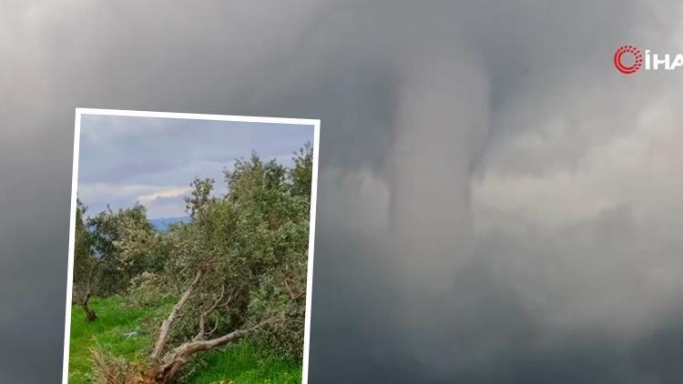 Hatay'daki devasa hortum ağaçları yerinden söktü