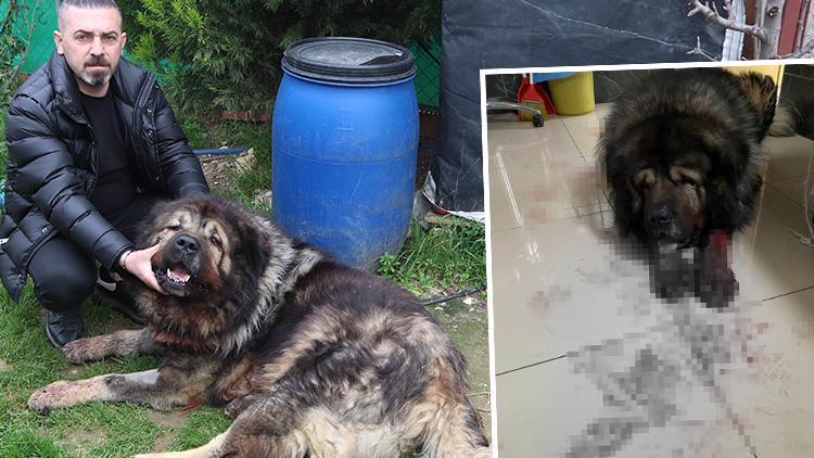 İzmir'de dehşet! Çalmak isteği köpek karşı koyunca pompalı tüfekle vurdu... Sahibi isyan etti: O bizim canımız