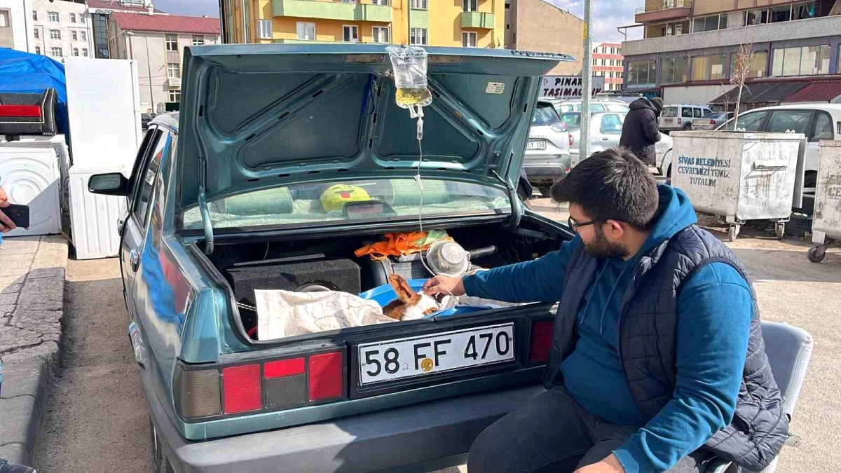 Sivaslı Besici, Hastalanan Buzağıyı Otomobilin Bagajında Veterinere Götürdü