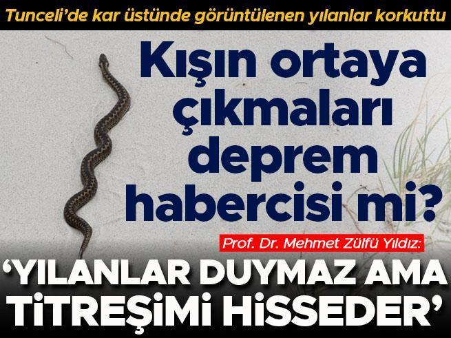 Tunceli’de kar üstünde görüntülenen yılanlar korkuttu... Kışın ortaya çıkan yılanlar deprem habercisi mi?