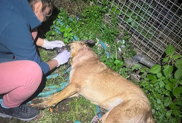 Vicdansızlar! Bu kez yer Bodrum: 4 köpek ile 3 kedi zehirlenerek öldürüldü