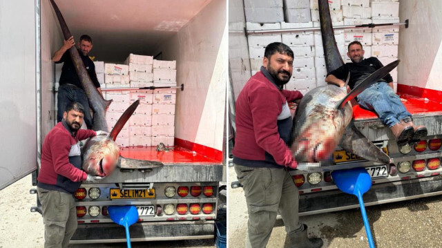 Adana'da balıkçıların ağına takıldı: 200 kiloluk köpek balığı görenleri şaşırttı | Aktüel Haberleri