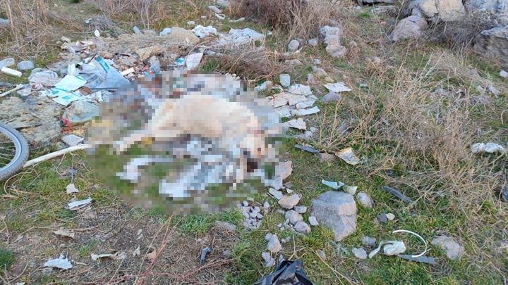 Ankara'da vahşet! Sokak köpeği, ağzı ve ayakları plastik kelepçeyle bağlı olarak ölü bulundu