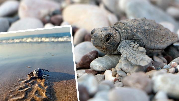 Antalya'da deniz kaplumbağalarının yen yuvalama sezonu için tedbirler alındı