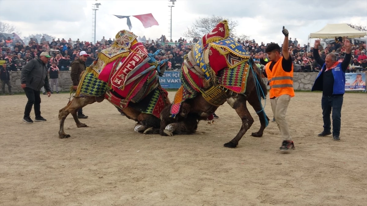 Çanakkale'de 6. Geleneksel Deve Güreşleri Festivali Düzenlendi