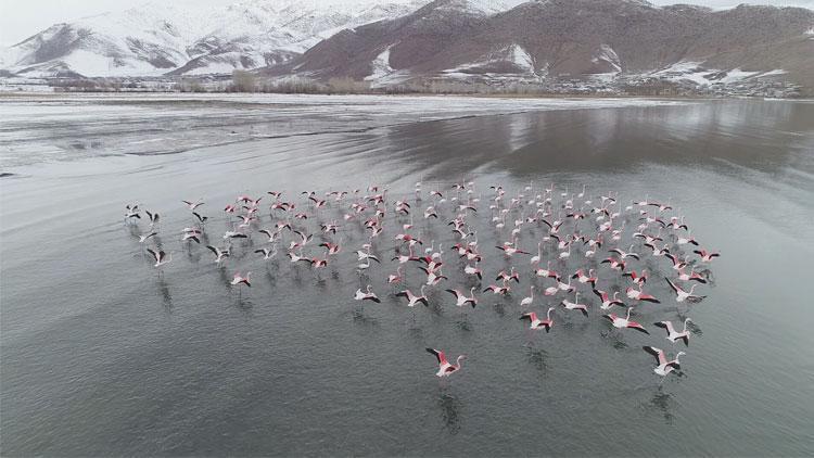 Flamingolar hâlâ göç etmedi