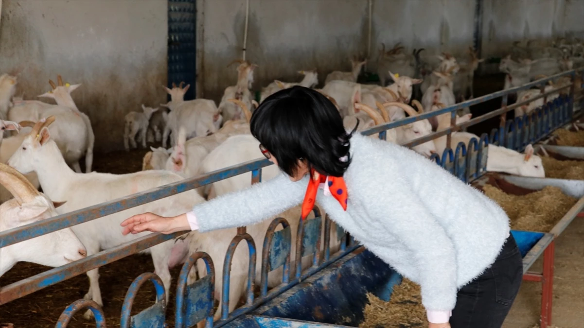 Güney Koreli Kadın Girişimci Kocaeli'de Keçi Çiftliği Kurdu