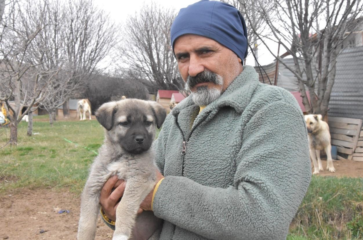 İklim değişikliği Kangal ırkını vurdu: Hormonları eşleşmeye müsait olmadı