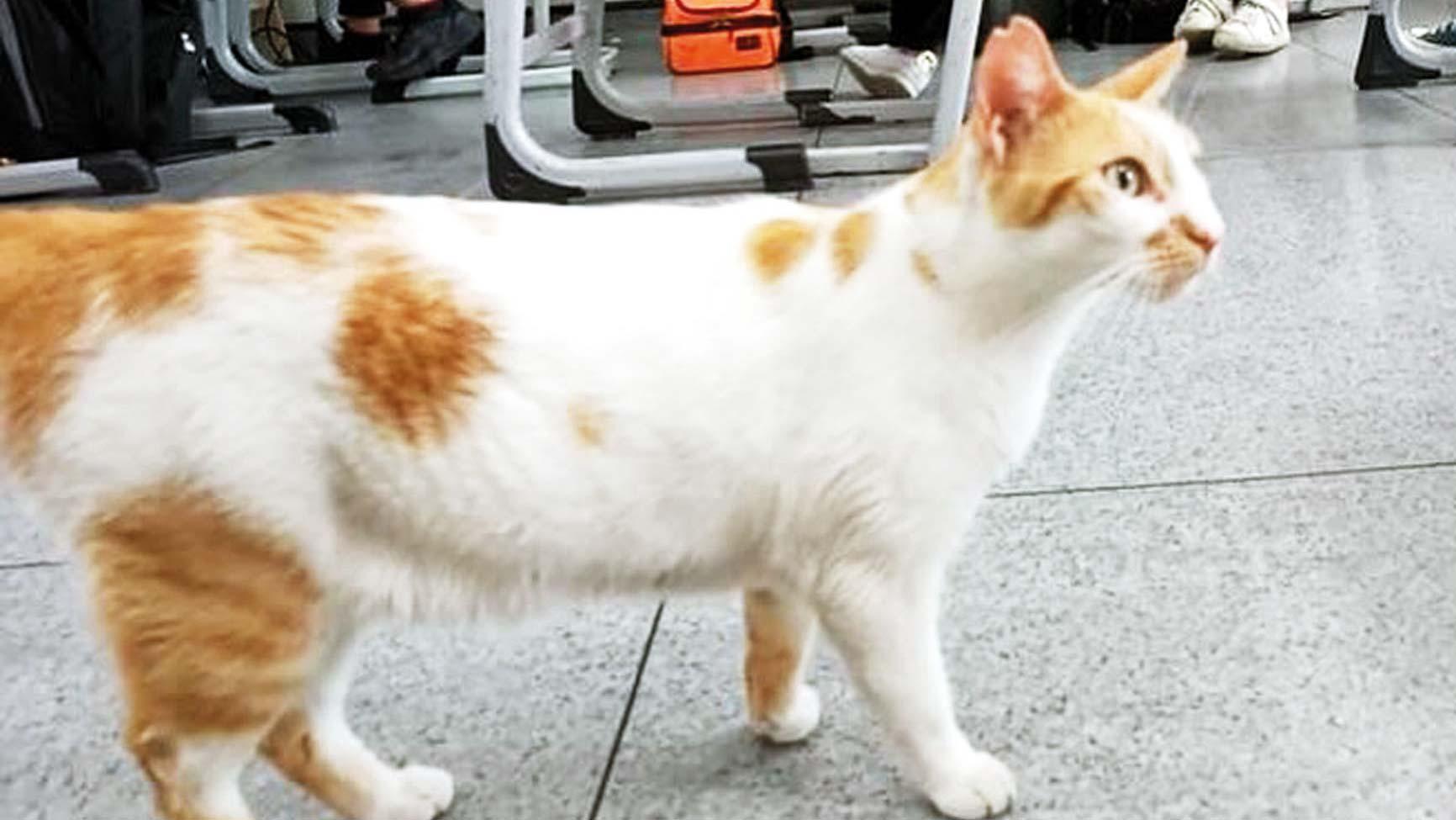 Kedi ‘faruk’ gözetmeni yedi