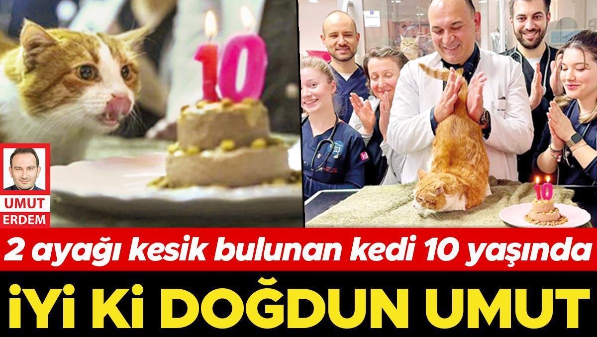 2 ayağı kesik bulunan kedi 10 yaşında: İyi ki doğdun umut