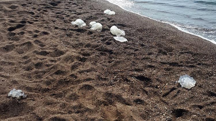 Antalya'da paniğe neden olan yüzlerce denizanası sahile vurdu