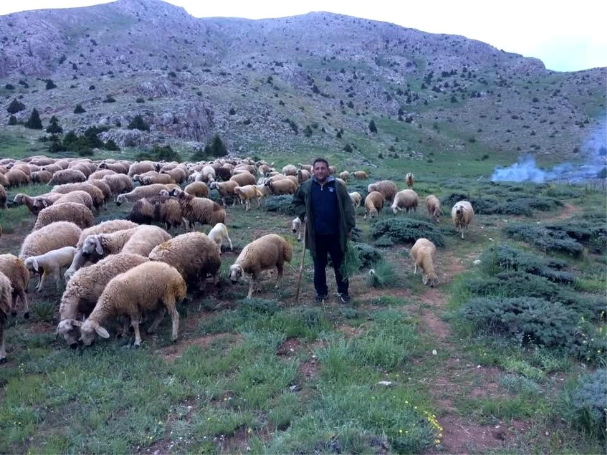 Aydın İş ve İşçi Bulma Kurumu Müdürü Rahmi Terzi, Çobanlık Yaparak Tatil Yapıyor