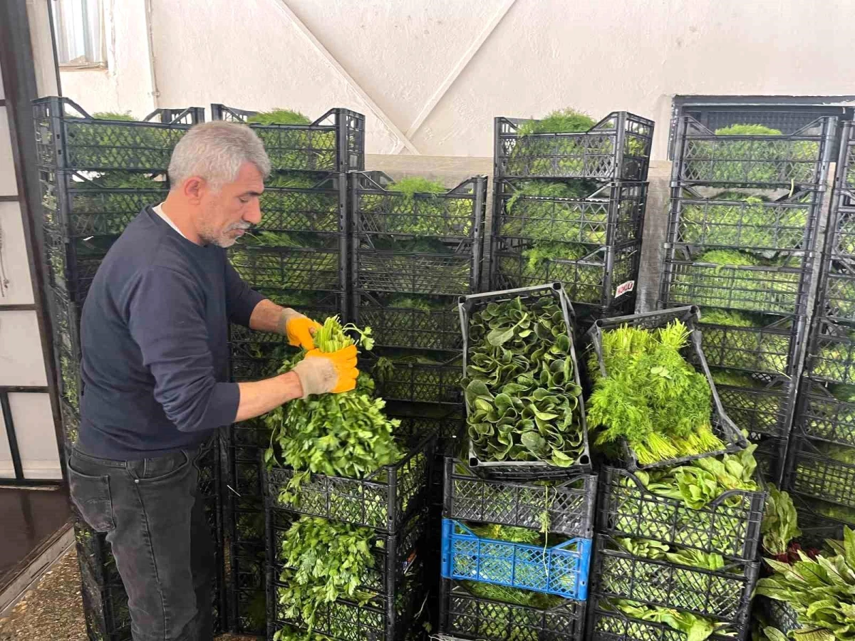 Eskişehir'de Yeşillik Üretimi Yapan Çiftçilerin Ürünleri Fiyat Düşüşü Yaşadı