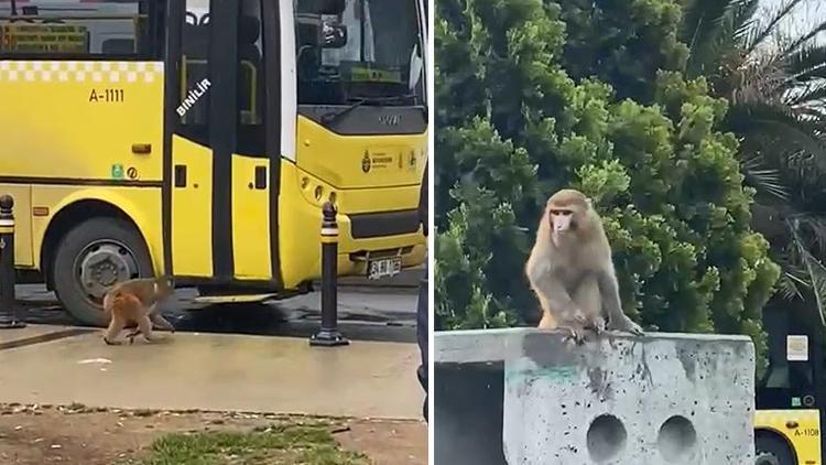 Fatih'te şaşırtan anlar... Maymunu görenler telefona sarıldı