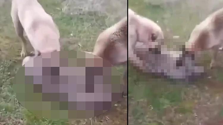 Kurdu önce köpeklerine boğdurdu, sonra yaktı: Gözaltına alındı