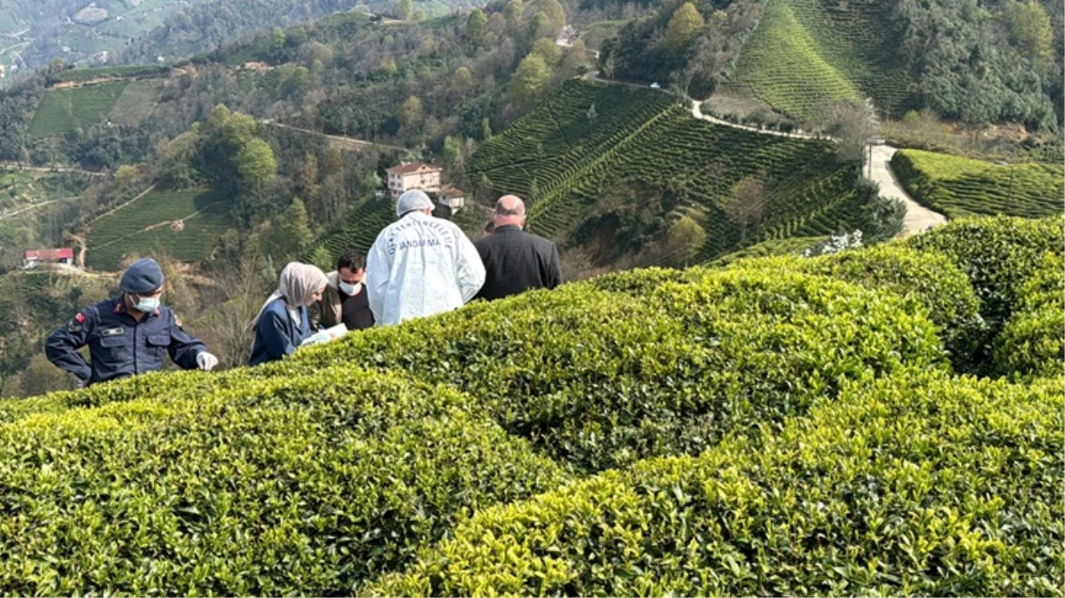 Rize'deki bir çay bahçesinde vücut bütünlüğü bozulmuş erkek cesedi bulundu