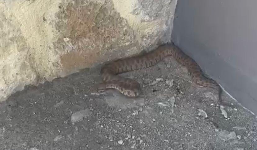 Tunceli'de görüldü! Isırığı bir insanı öldürmeye yetiyor