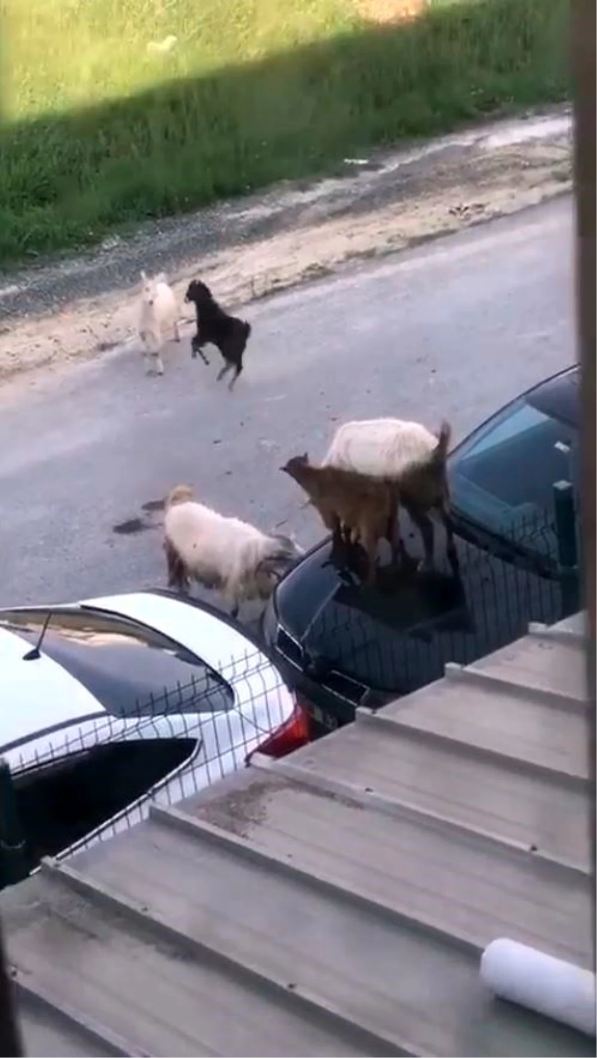 Arnavutköy'de Keçi Sürüsü Otomobilin Üzerine Çıkarak Tepindi