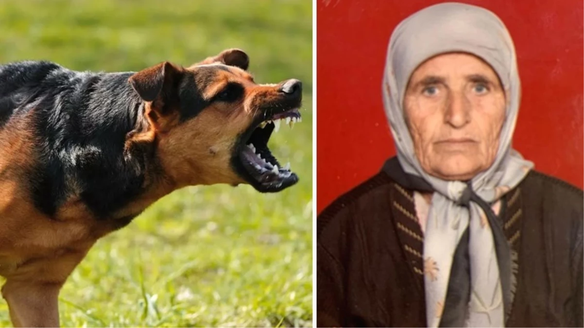 Başıboş köpeklerin saldırdığı yaşlı kadın hayatını kaybetti