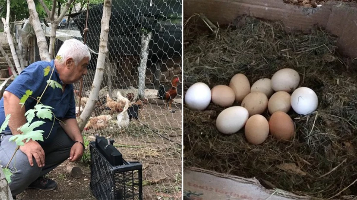 Besiciden yaratıcı yöntem! Tavuklara klasik müzik dinleterek yumurta verimini 4'e katladı