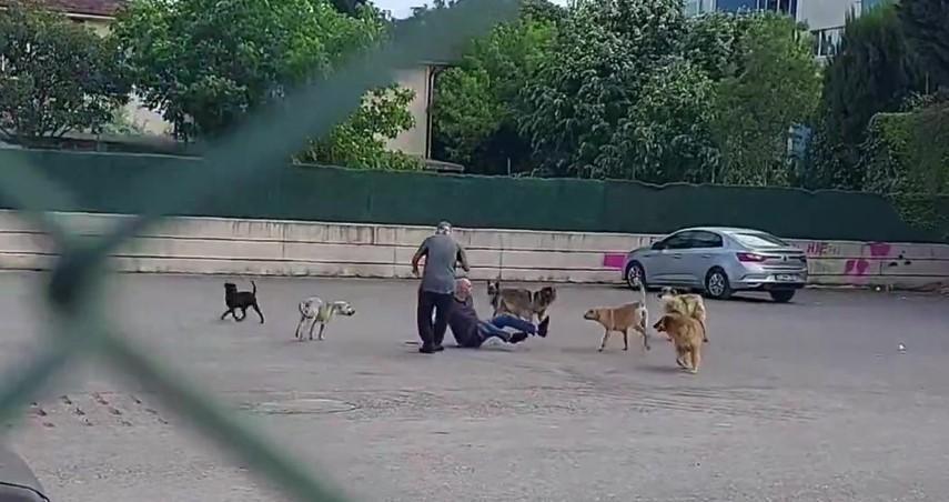 Çocuk parkında bir kişiye 10 köpek saldırdı: Aileler isyan etti