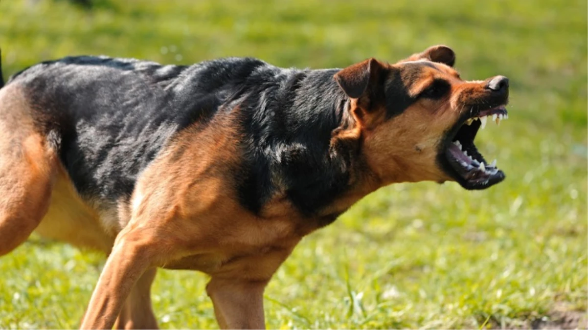 Çocuklara saldıran 2 köpeği site dışına çıkaran görevlilere 14 bin TL ceza kesildi