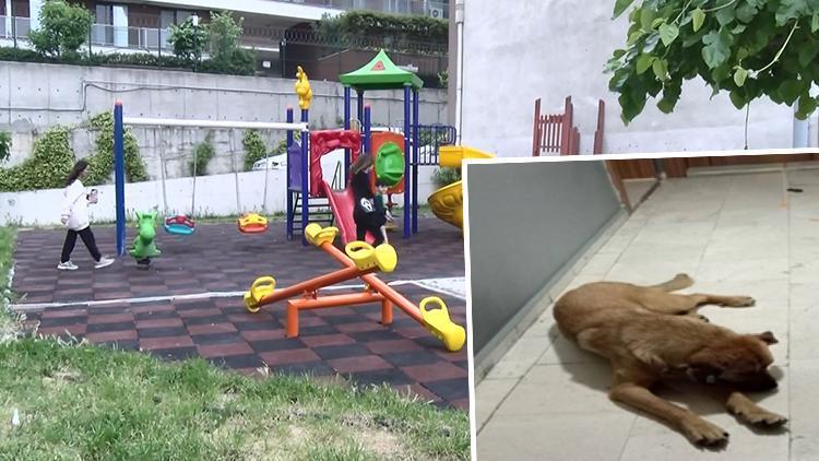 Esenyurt'ta sitedeki köpek tartışmasında kaymakamlığın kestiği ceza iptal edildi