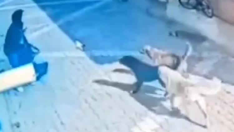 Genç kız sokak ortasında kâbusu yaşadı: Sokak köpeklerinden çevredekiler kurtardı