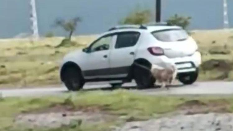 Kayseri'de korkunç görüntü! Köpeği otomobile iple bağlayıp sürükledi