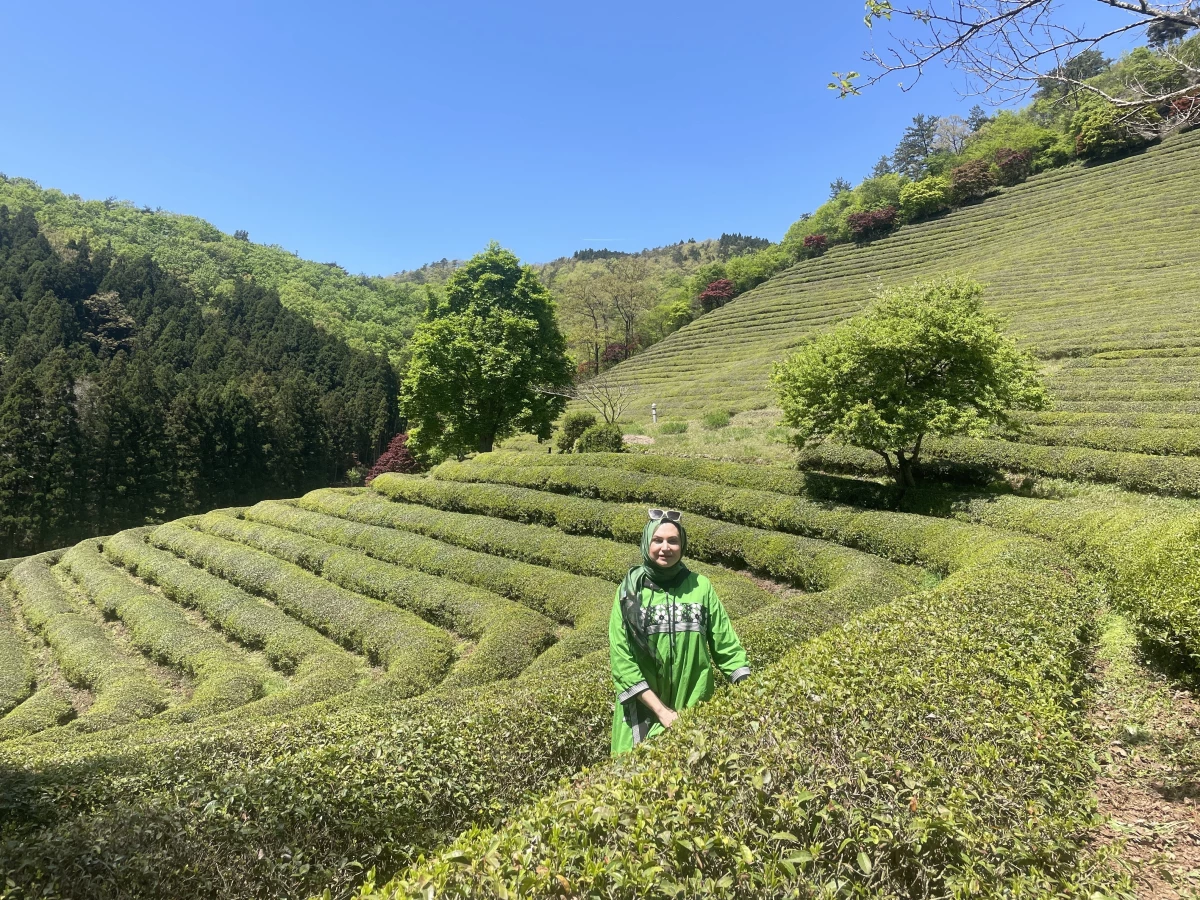 Kore'de Doğa ve Kültürün Birleştiği Nokta: Çay Plantasyonları