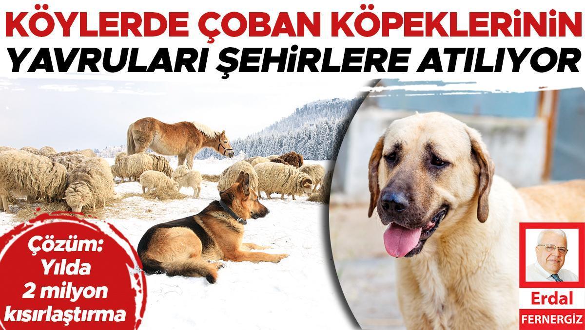 Köylerde çoban köpeklerinin yavruları şehirlere atılıyor