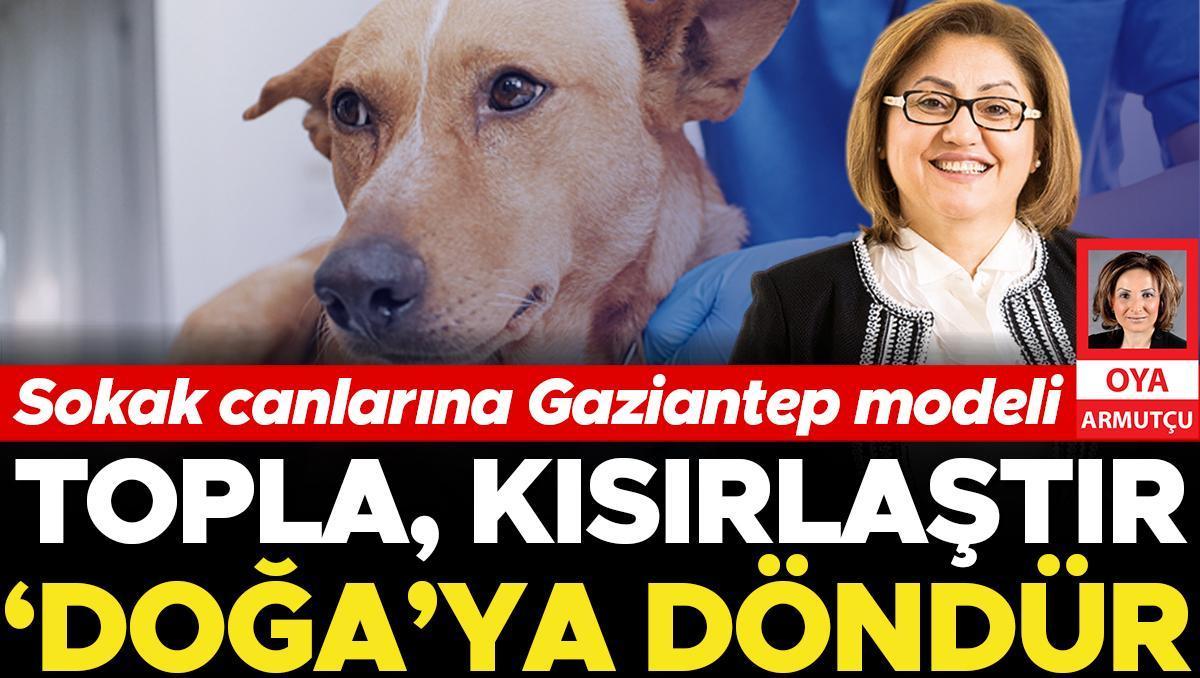 Sokak canlarına Gaziantep modeli: Topla, kısırlaştır ‘doğa’ya döndür