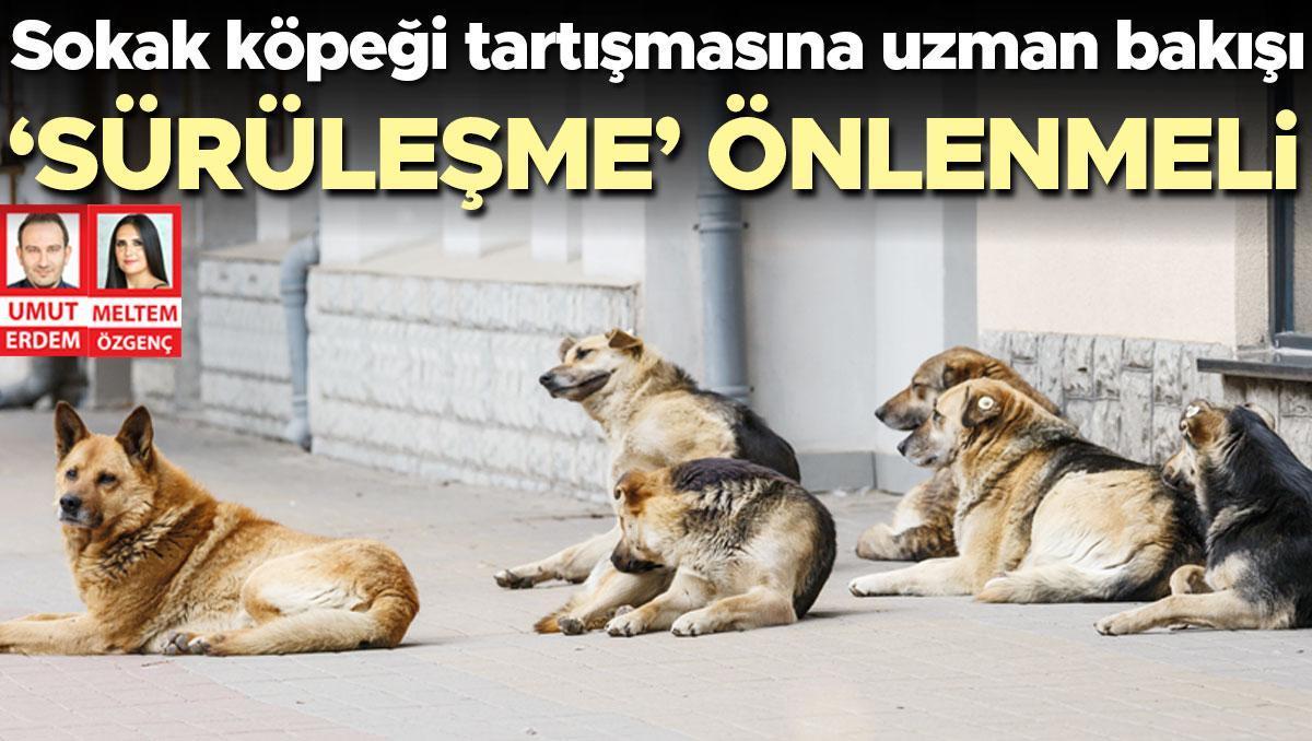 Sokak köpeği tartışmasına uzman bakışı... ‘Sürüleşme’ önlenmeli