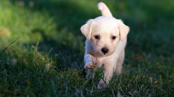 Sosyal medyada gördüğü köpeği sahiplenmek istedi, dolandırıldı! 3 kişi hakkında dava