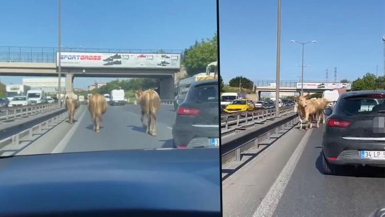 TEM Otoyolu'na çıkan inekler sürücülere zor anlar yaşattı: Polis ekipleri yakalamak için çalışma başlattı