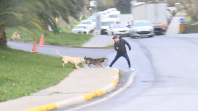 Türkiye'nin en önemli sorunlarından biri: 'Sokak Köpekleri Toplatılsın' sosyal medyada gündem oldu | Aktüel Haberleri