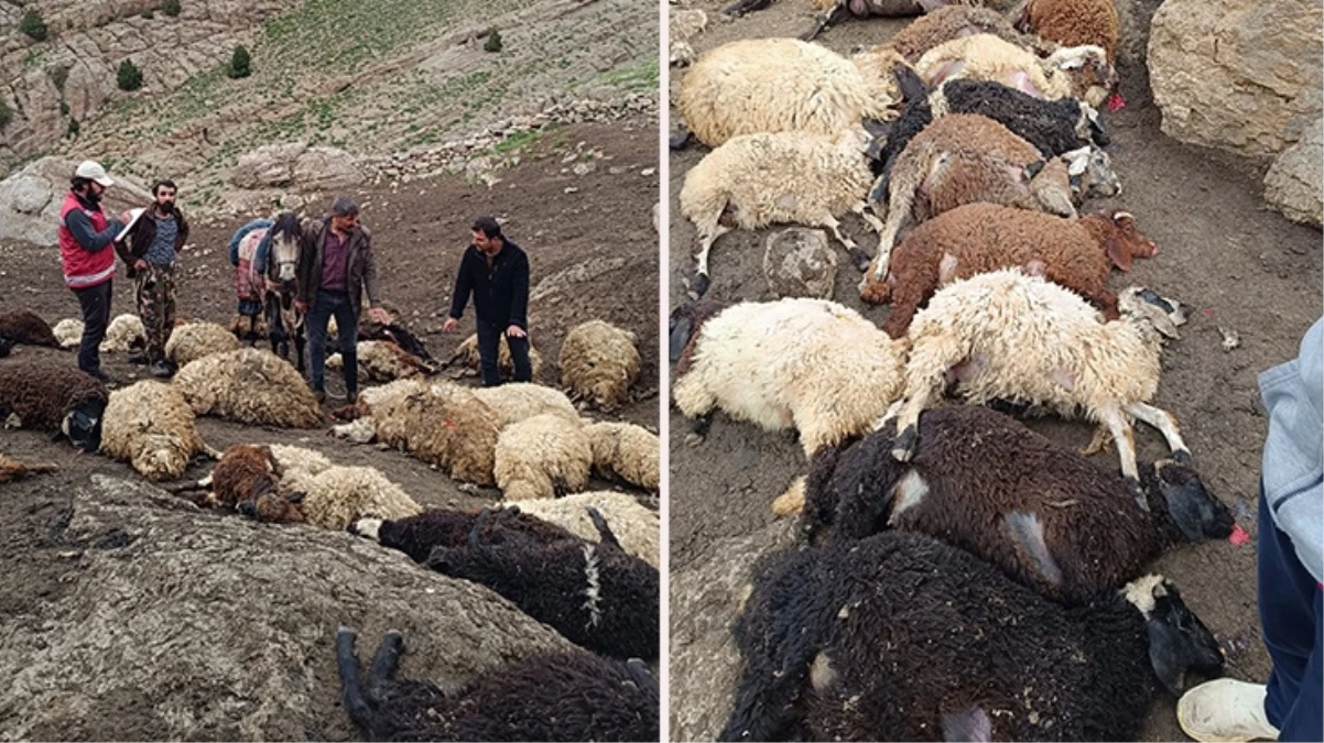 Van'da kurtlar yayladaki sürüye saldırdı: 100 koyun öldü