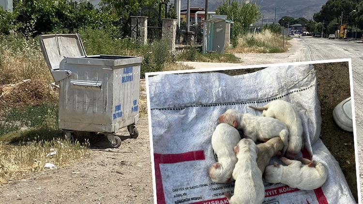 Vicdansızlığın böylesi! Çöp konteynerindeki sesi fark eden öğrenciler buldu: Poşet ve çuval içinde yavru köpekler