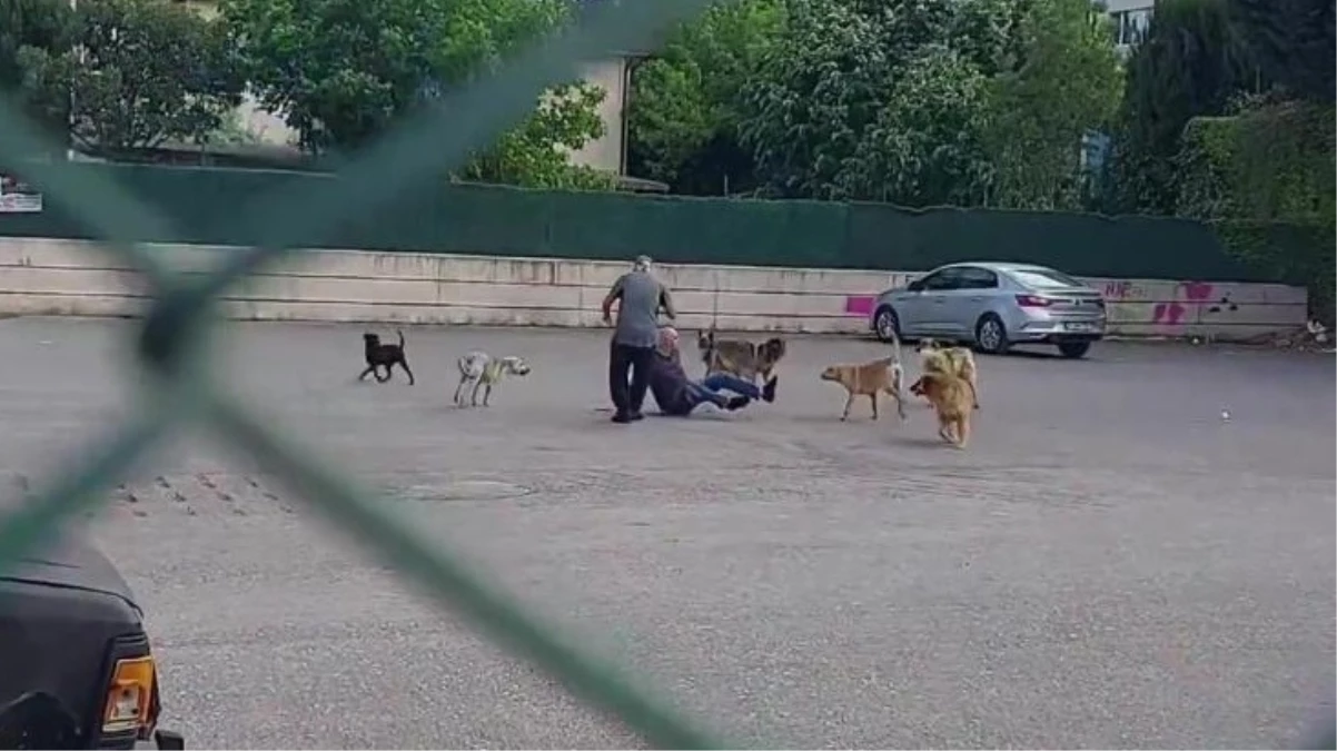 Yaşlı adam, sokak ortasında 10 köpeğin saldırısına uğradı