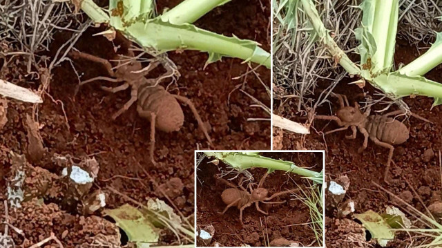 Zehri bir insanı öldürmeye yetiyor: Et yiyen örümcek o ilde ortaya çıktı! Sarıkız örümceği nedir, neyle beslenir? | Aktüel Haberleri