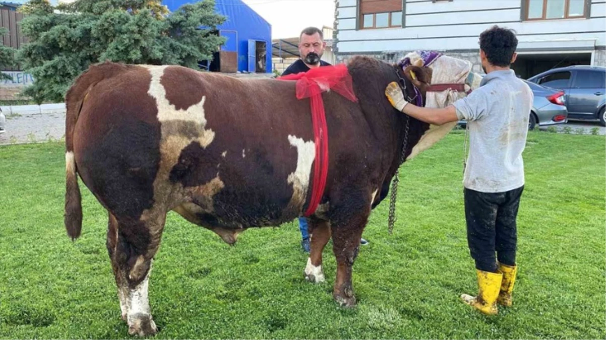 960 kilogramlık "Şampiyon" isimli boğa 230 bin liradan satışa çıktı