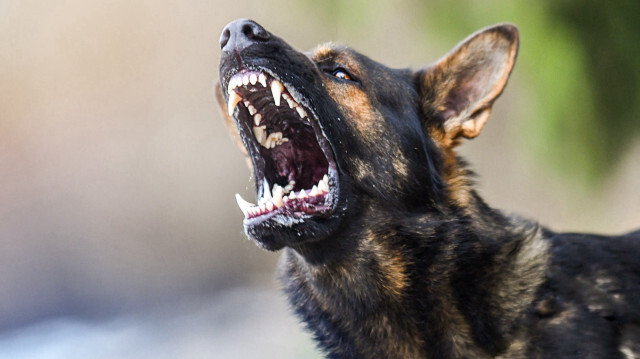 DSÖ'den sahipsiz köpekler ve kuduz uyarısı | Sağlık Haberleri