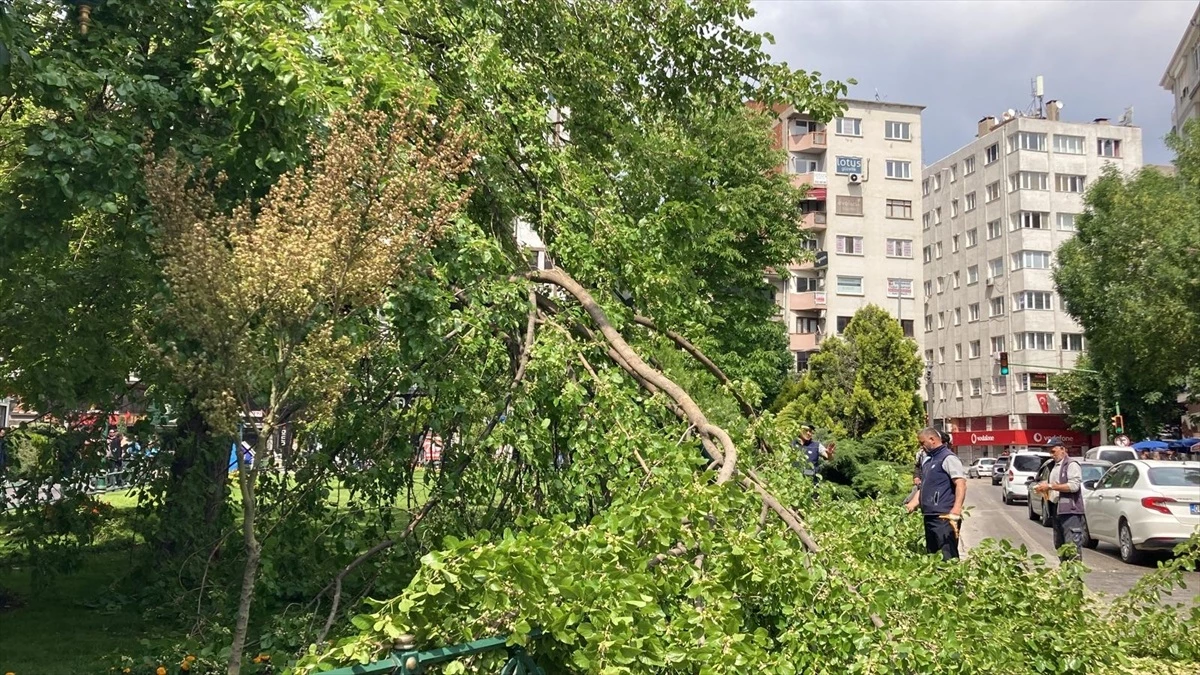 Eskişehir'de Otomobilin Üzerine Ağaç Dalları Düştü