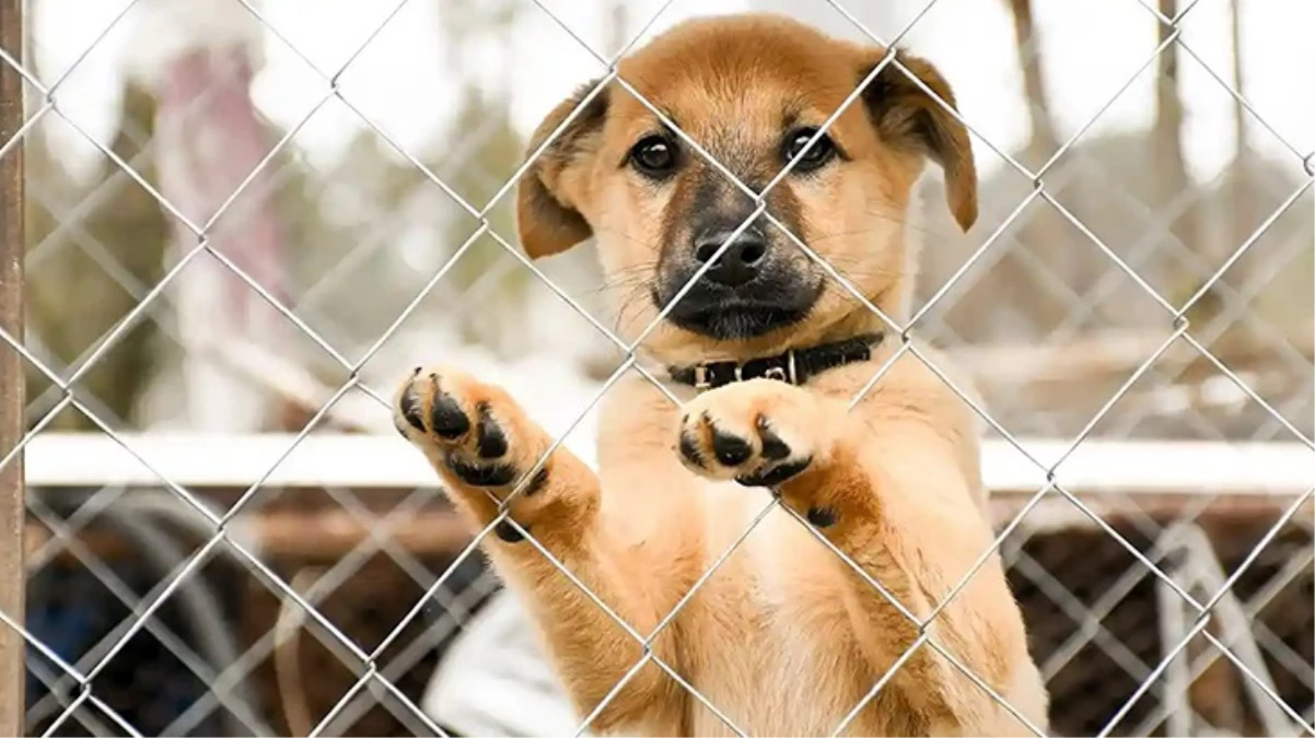 İlahiyat Fakültesi'nde mide bulandıran olay! Tuvalette köpeği istismar ederken öğrencilere suçüstü yakalandı