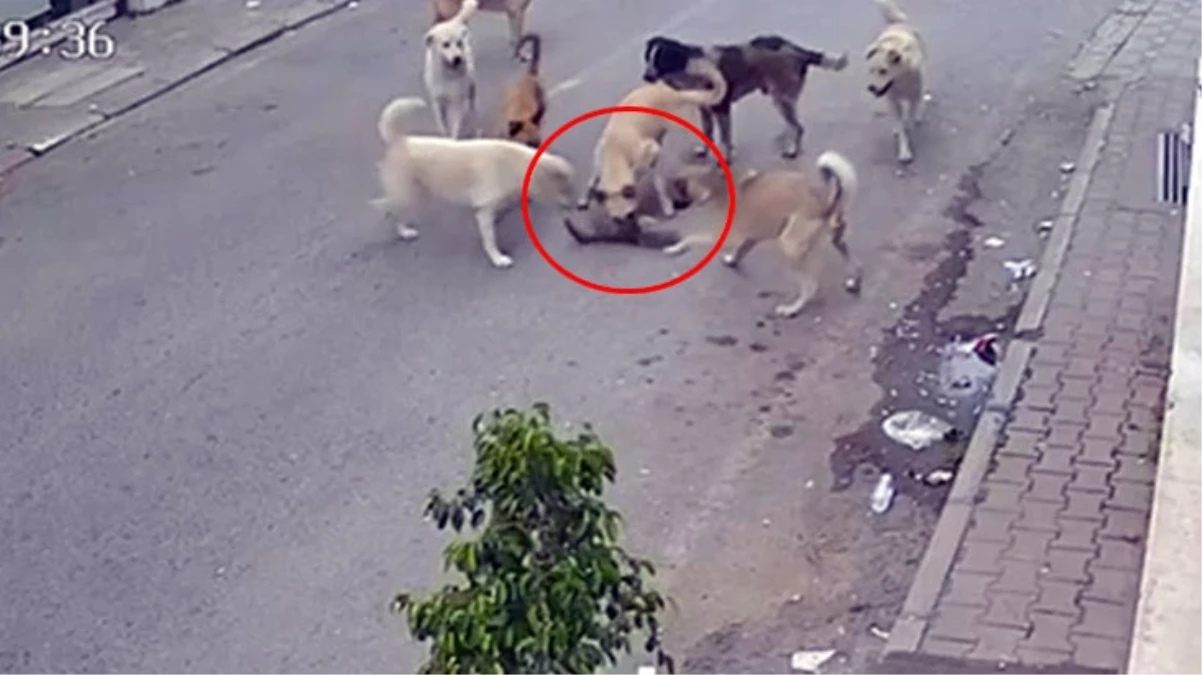 Kan donduran görüntü! Başıboş köpekler, yakaladıkları kediyi paramparça etti