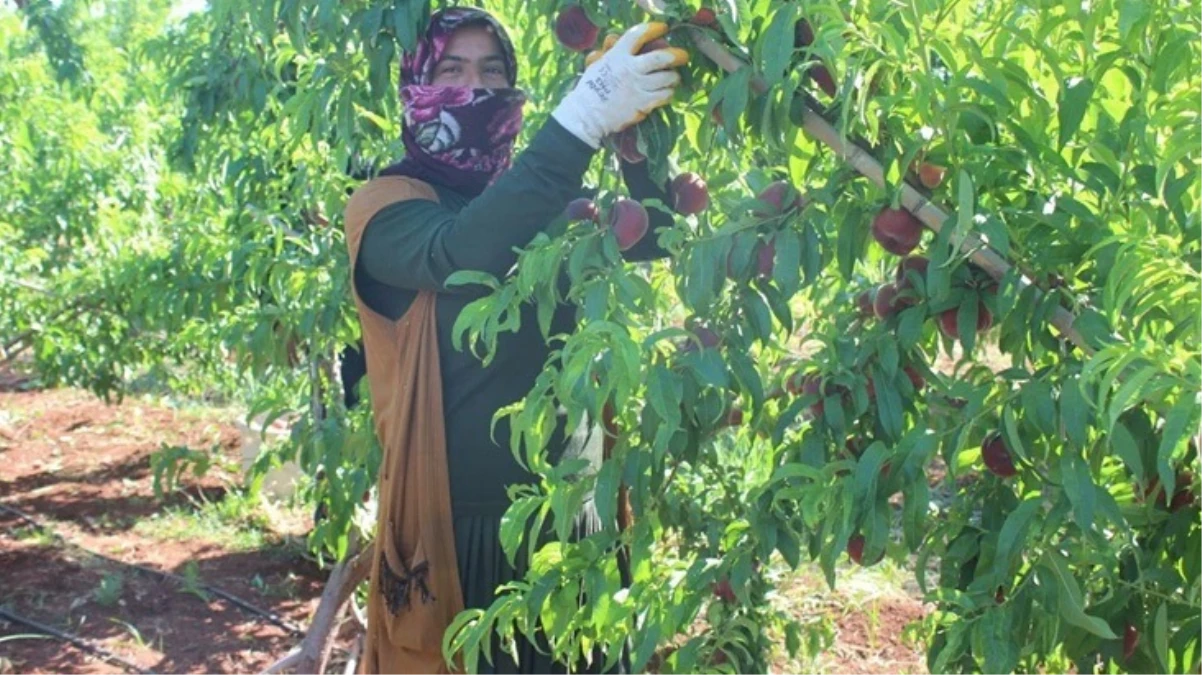 Kavurucu sıcakta zorlu hasat! Yassı şeftali tarlada 8 TL'den alıcı buluyor